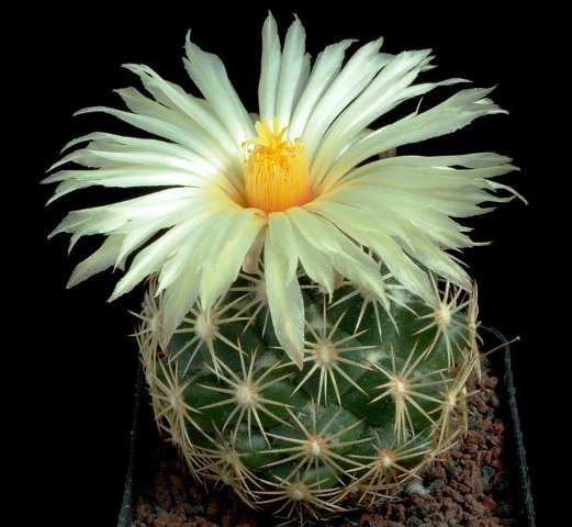 Coryphantha_compacta